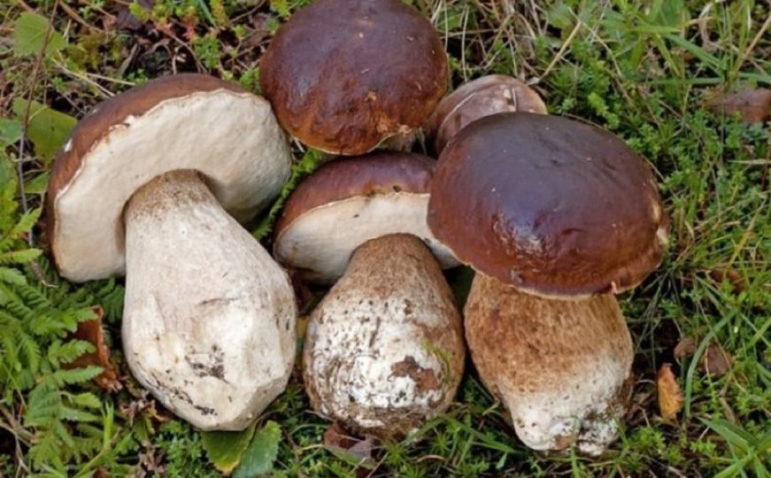 Počela sezona gljiva: Koliko košta kilogram vrganja ove jeseni na pijacama?