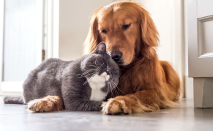 Upozorenje veterinara: Pripremite vaše ljubimce za hladnije dane, zaštitite njihovo zdravlje