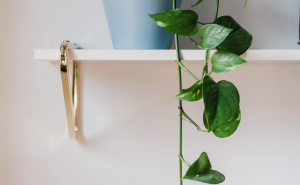 Biljka koja je idealna za početnike: Odlična za kuću, ali pripazite ako imate ljubimce