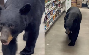 Neočekivani gost: Medvjed ušetao u trgovinu, snimak postao viralan