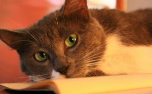 Veterinarka podijelila nekoliko ključnih savjeta: "Ovako možete pripremiti ljubimce za jesen"