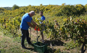 U Hercegovini grožđe rodilo "kao ludo": Traže se berači, dnevnice se kreću od 120 do 150 KM