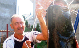 Senzacionalan ulov u BiH: Ribolovac Asim Duraković uhvatio soma dužeg od njega samog