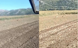 Objavljen snimak: U dolini Neretve snimljen vuk?