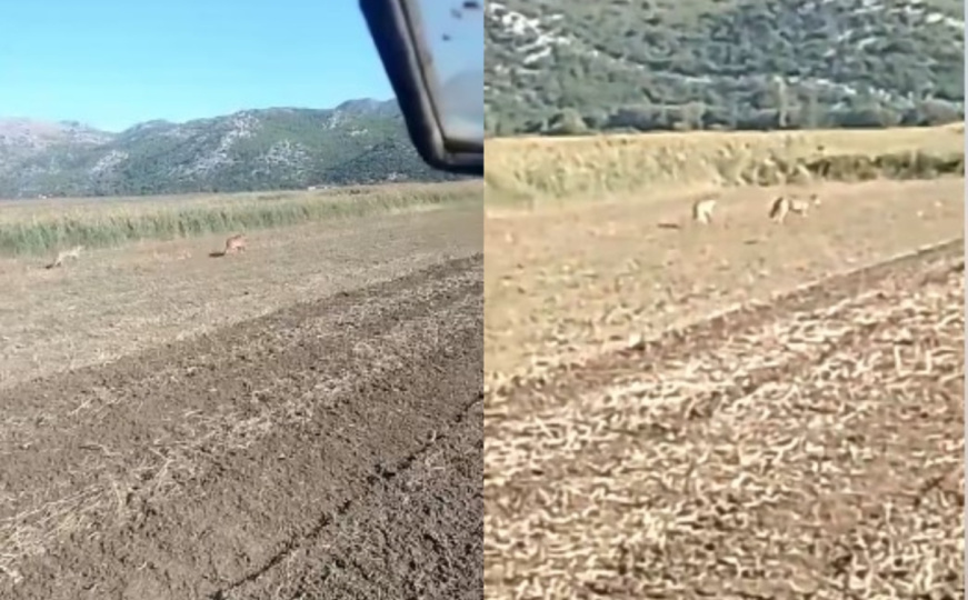 Objavljen snimak: U dolini Neretve snimljen vuk?