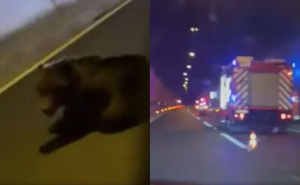Medvjed iskočio na autoputu u Hrvatskoj: Udario ga kamion, policija i vatrogasci intervenirali
