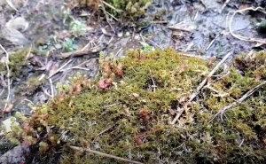 Stručnjaci predlažu: Ovo je najbolji način da uklonite mahovinu