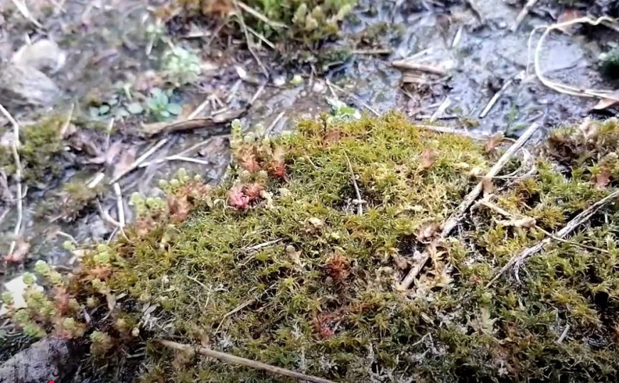 Stručnjaci predlažu: Ovo je najbolji način da uklonite mahovinu