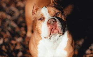 Brnjica, povodac i kavez: Stroga pravila za opasne pse u KS, inspekcija već oduzela 13 pasa