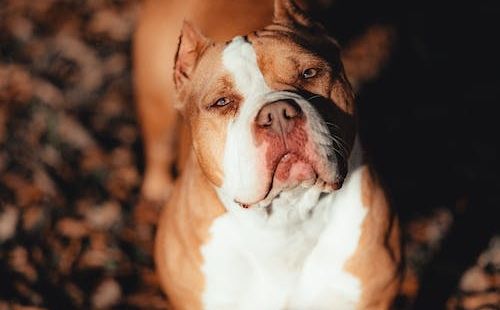 Brnjica, povodac i kavez: Stroga pravila za opasne pse u KS, inspekcija već oduzela 13 pasa