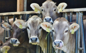 Drama tokom noći u BiH: Lopovi pokušali ukrasti krave, napali vlasnika nožem - on jednog savladao