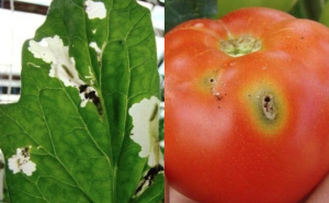 Upozorenje za vrtlare: Zaštitite svoj paradajz na vrijeme