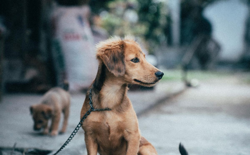 Upozorenje za sve vlasnike pasa: Vaš ljubimac ovo ne smije pojesti, opasno je za njegovo zdravlje