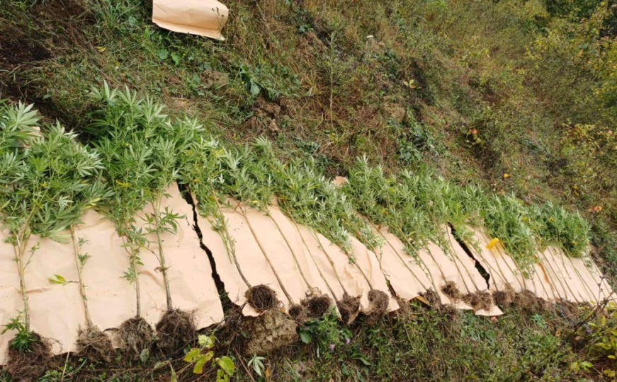 Operacija "Plantaža 2025": Dobojska policija oduzela drogu i privela tri osobe