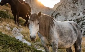 Objavljen javni poziv: Grad Livno traži rješenje za veliku populaciju divljih konja