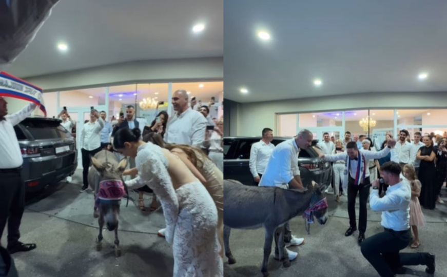 Magarac ušao u dvoranu: Nevjerovatno iznenađenje na svadbi kod Mostara