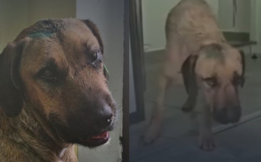 U Priboju krvnički prebijen pas Njonjo: Monstrum ga je tukao motkom, veterinari mu spasili život