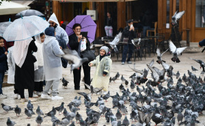 Golubovi kod Sebilja, turisti i kišne kapi: Nedjeljna priča iz Sarajeva