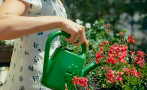 Ne bacajte vodu od kuhanja tjestenine, može biti vrlo korisna za vaše biljke