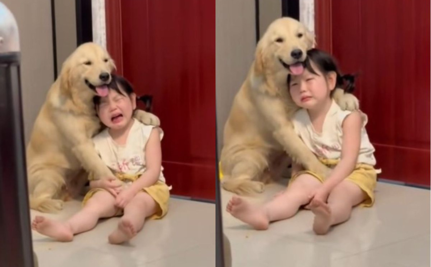 Snimak koji topi srca: Pogledajte kako pas tješi djevočicu nakon što ju je majka izgrdila