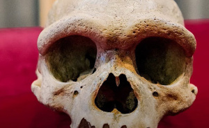 Naučnici pomjerili granice historije čovječanstva: Homo sapiens stariji nego što se mislilo?