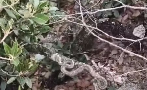 Video iz bh. susjedstva: Snimljene dvije najotrovnije europske zmije u krošnji drveta