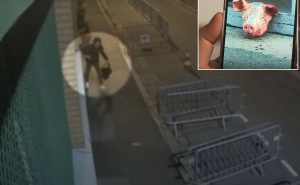 Dragan Bursać: Svinjske glave iz Srbije – ruska poruka Evropi!