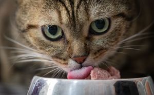 Federalna inspekcija zabranila uvoz 9 tona hrane za mačke: Ovo je razlog