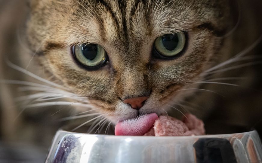 Federalna inspekcija zabranila uvoz 9 tona hrane za mačke: Ovo je razlog