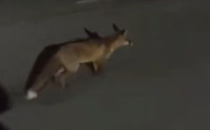 Neočekivani gost u Sarajevu: Lisica zalutala na Alipašino Polje