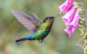 Savjeti za ljubitelje životinja: Kako možete hraniti ptice bez privlačenja štetočina?