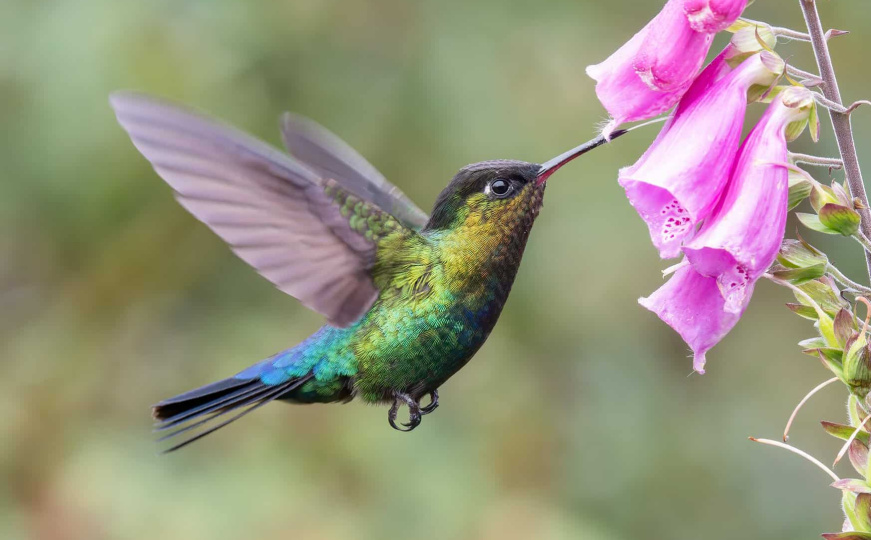Savjeti za ljubitelje životinja: Kako možete hraniti ptice bez privlačenja štetočina?