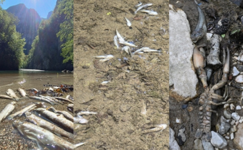 Europski naučnici poslali pismo vlastima u BiH: Hitno istražiti pomor ribe i preispitati rad HE Ulog