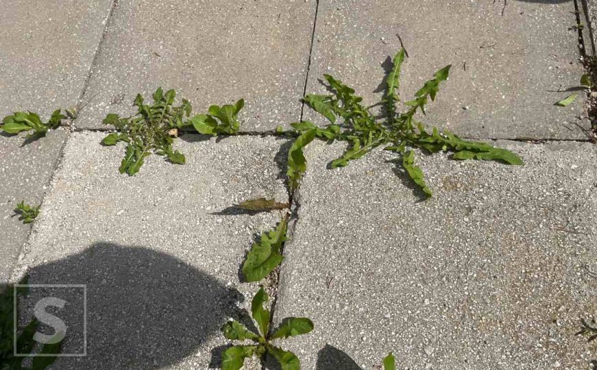 Jesen je idealno vrijeme za pripremu travnjaka: Spriječite rast korova odmah