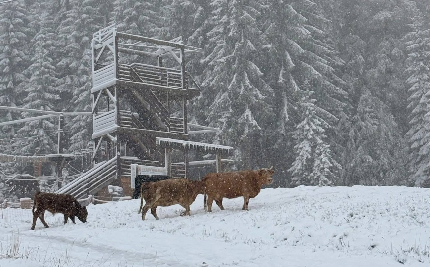 Zima uranila: Snijeg neumorno pada na planinama u BiH, pogledajte prizore sa Jahorine