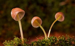 Kako ukloniti i prepoznati otrovne gljive na travnjaku: Stručnjakinja predlaže prirodne metode