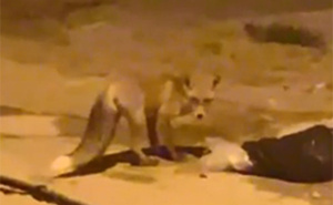 U potrazi za hranom: Lisice snimljene na ulicama Banje Luke