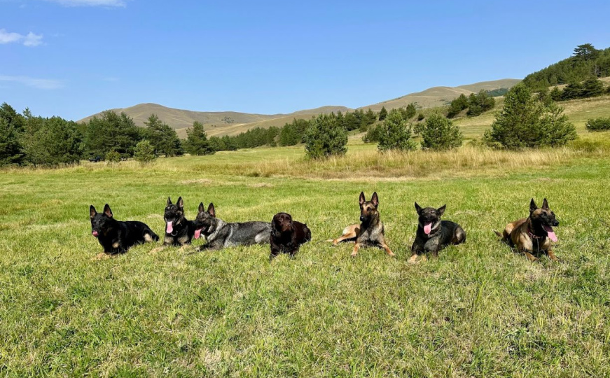 Pomozi.ba nakon tragedije u Donjoj Jablanici pokrenuli Rescue Paws: "Ovo je historijski trenutak"