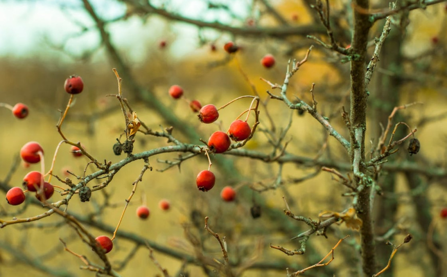 Pravo je vrijeme za branje bobica: Svi volimo čaj od šipka, ali rijetki znaju da ga skuhaju pravilno