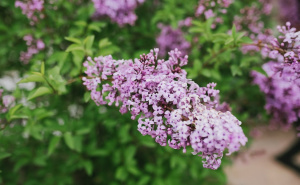 Neka vaša bašta bude šarena u proljeće: Ove se biljke sade u oktobru