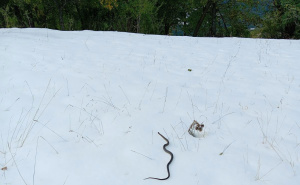 Rijetka pojava izazvala pažnju mještana: Zmija viđena usred snijega