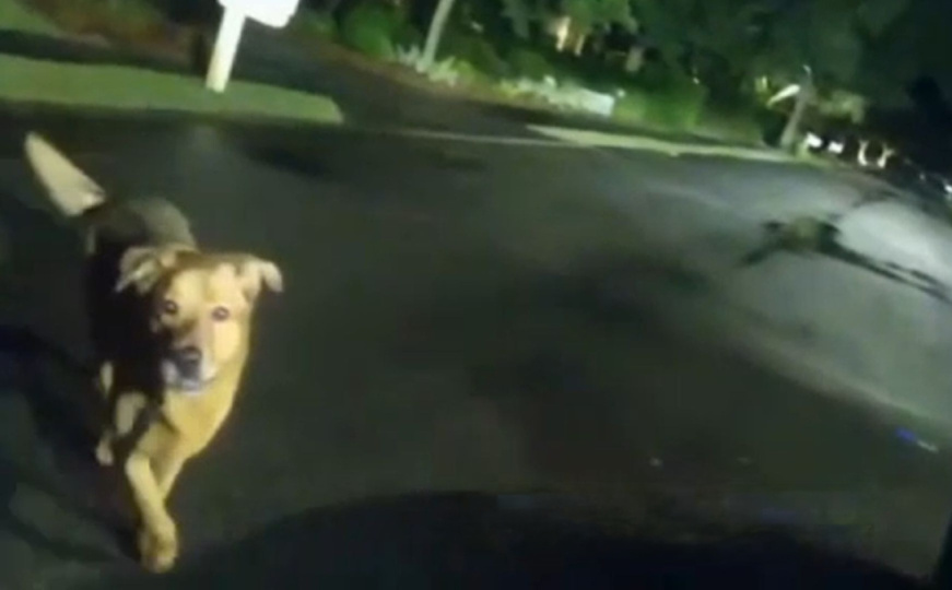 Niko, niko nije odan kao oni: Pas Eeyore spasio povrijeđenu baku, snimak rasplakao hiljade ljudi