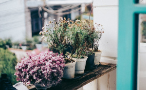Kako sačuvati balkonske biljke u oktobru: Praktični savjeti za jesen i prvi mraz