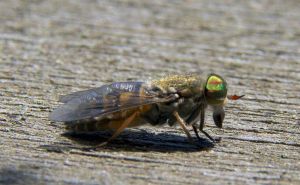 Poznata TikTokerica otkriva: Evo kako da zaštitite hranu od insekata i štetočina