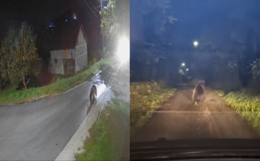 Objavljen video: Medvjed protrčao kroz naselje u BiH