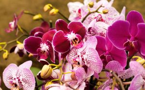 Male vrtlarske tajne: Treba vam samo jedan krompir da orhideje ludo procvjetaju