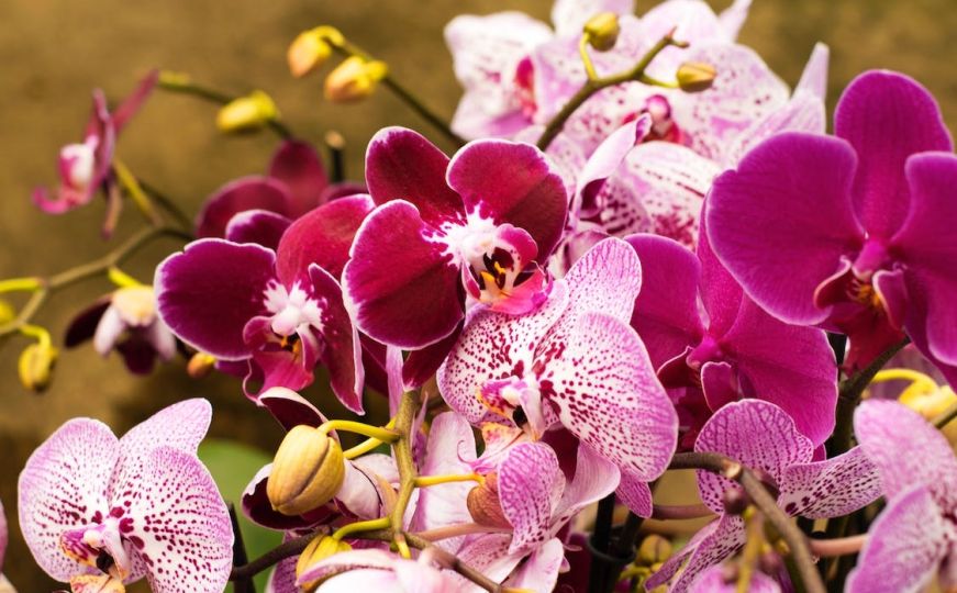Male vrtlarske tajne: Treba vam samo jedan krompir da orhideje ludo procvjetaju