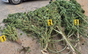 Policijska akcija u Čitluku: U plasteniku pronađeno oko 50 kilograma marihuane