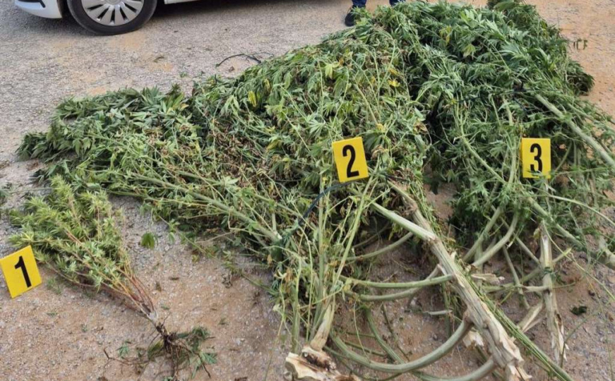 Policijska akcija u Čitluku: U plasteniku pronađeno oko 50 kilograma marihuane