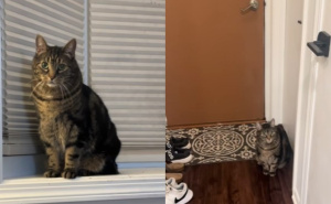 Zvijezda TikToka: Mačak ne da vlasnici da ide na posao, pogledajte šta je uradio